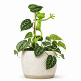 Support de plante